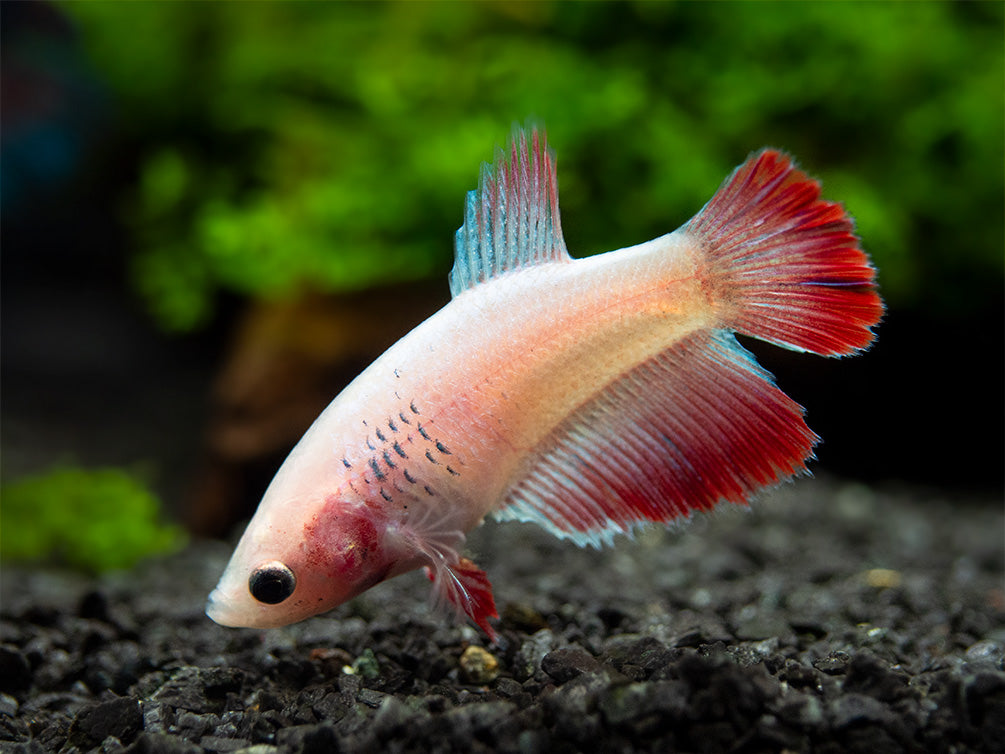 Assorted DELUXE Halfmoon Betta (Betta splendens) - Tank-Bred!