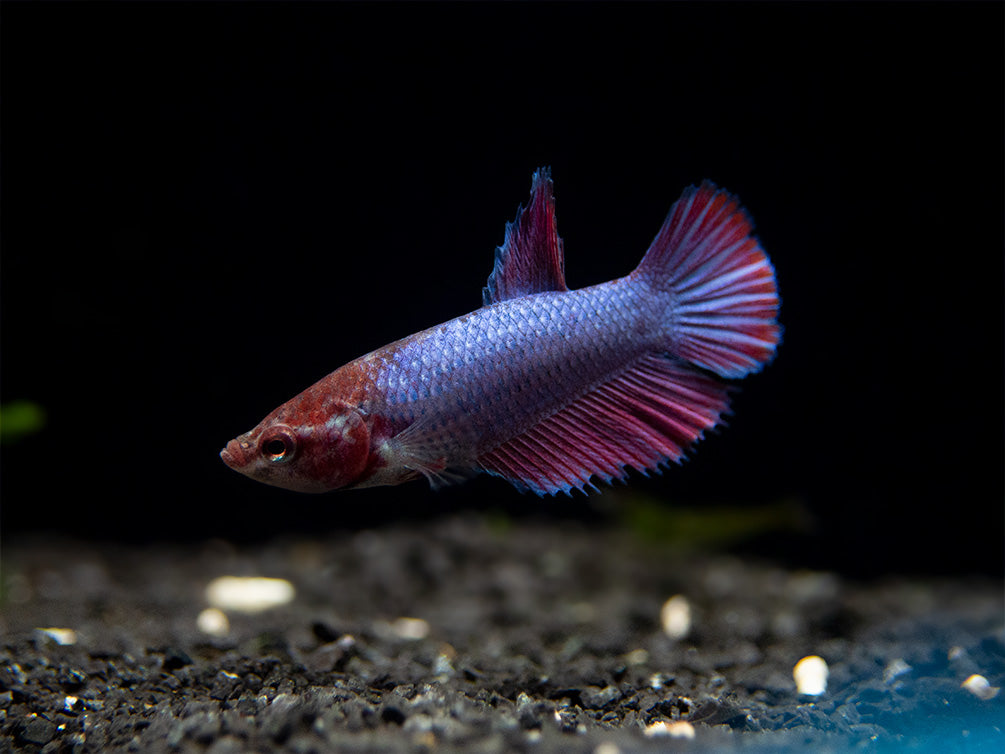 Assorted DELUXE Halfmoon Betta (Betta splendens) - Tank-Bred!