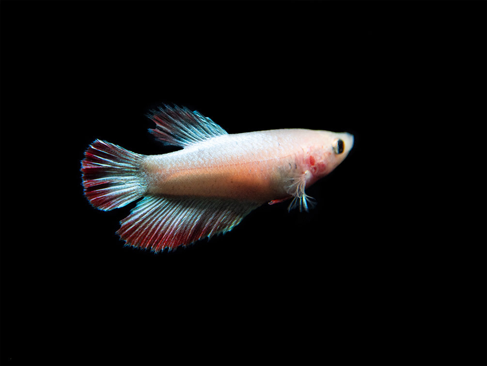 Assorted DELUXE Halfmoon Betta (Betta splendens) - Tank-Bred!