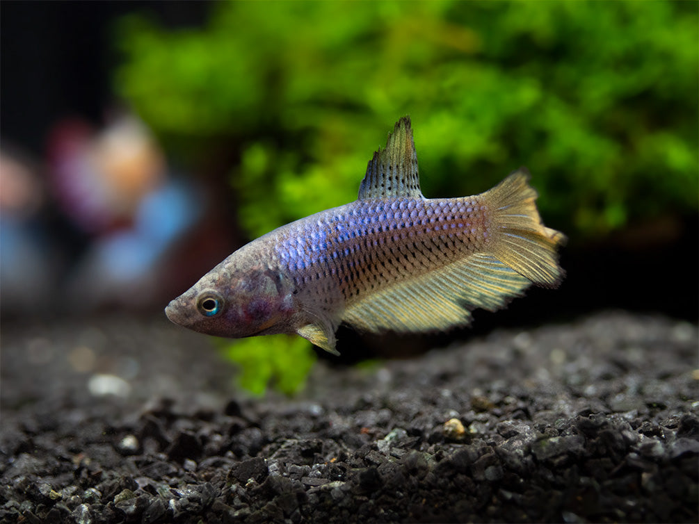 Assorted DELUXE Halfmoon Betta (Betta splendens) - Tank-Bred!