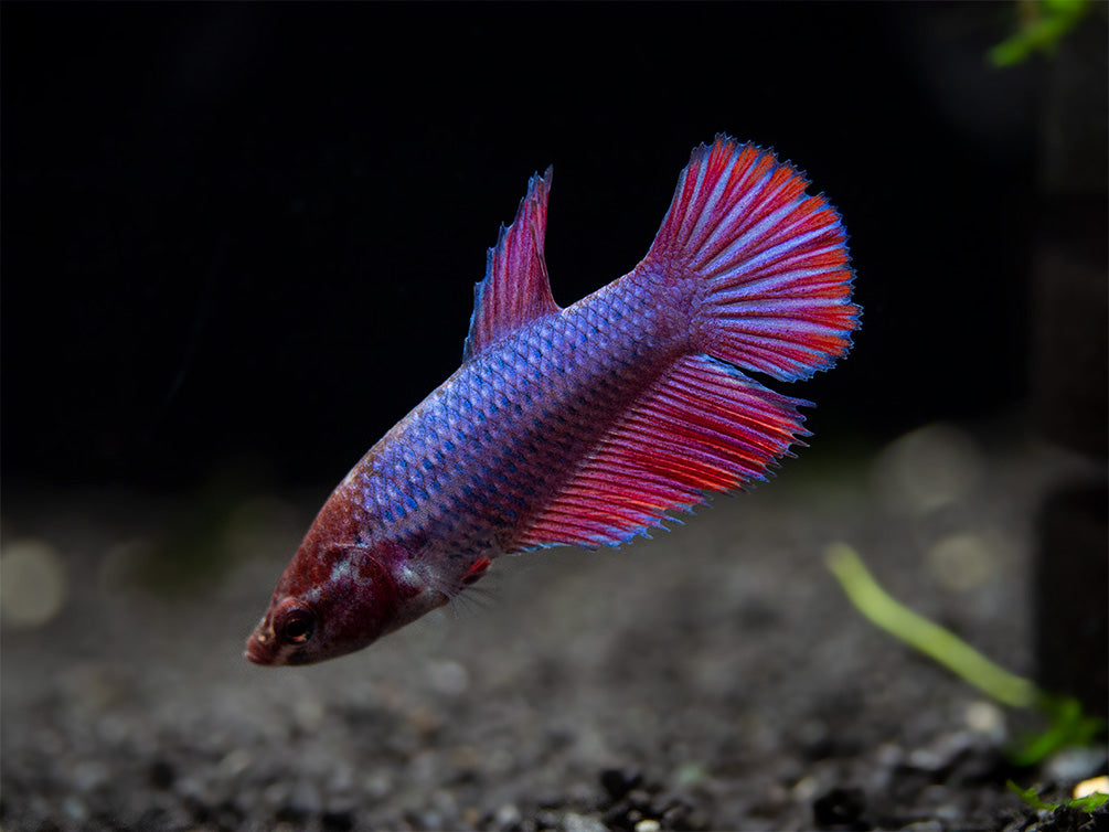 Assorted DELUXE Halfmoon Betta (Betta splendens) - Tank-Bred!