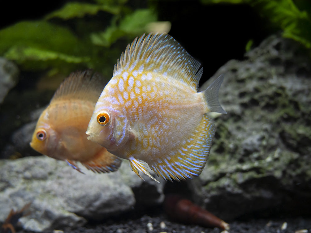 Dealer's Choice Discus (Symphysodon aequifasciatus), Tank-Bred