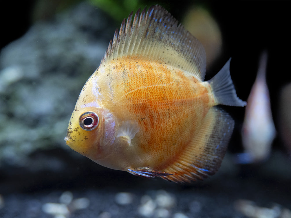 Dealer's Choice Discus (Symphysodon aequifasciatus), Tank-Bred