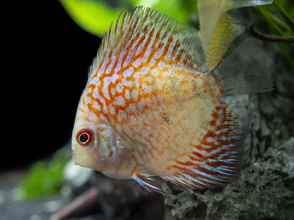 Dealer's Choice Discus (Symphysodon aequifasciatus), Tank-Bred