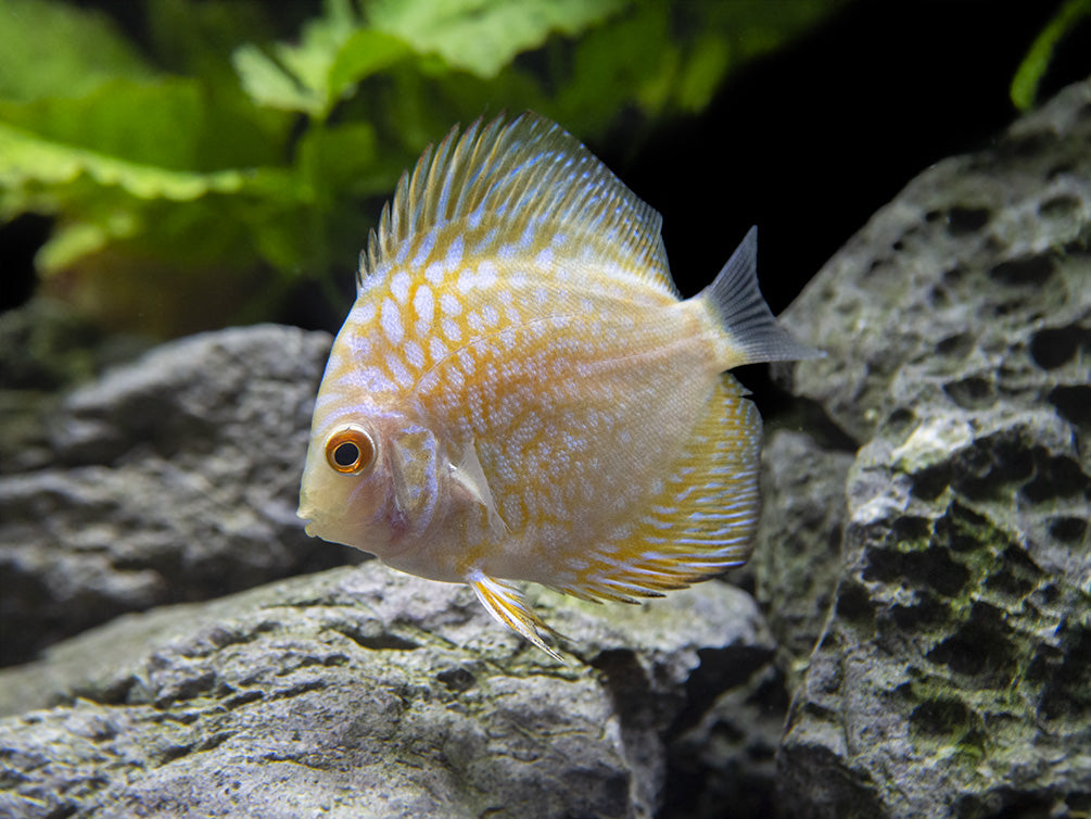 Dealer's Choice Discus (Symphysodon aequifasciatus), Tank-Bred