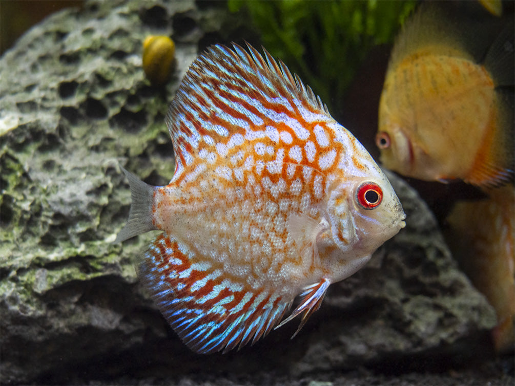 Small Discus Fish For Sale