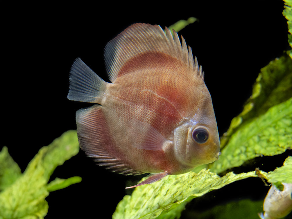 Dealer's Choice Discus (Symphysodon aequifasciatus), Tank-Bred