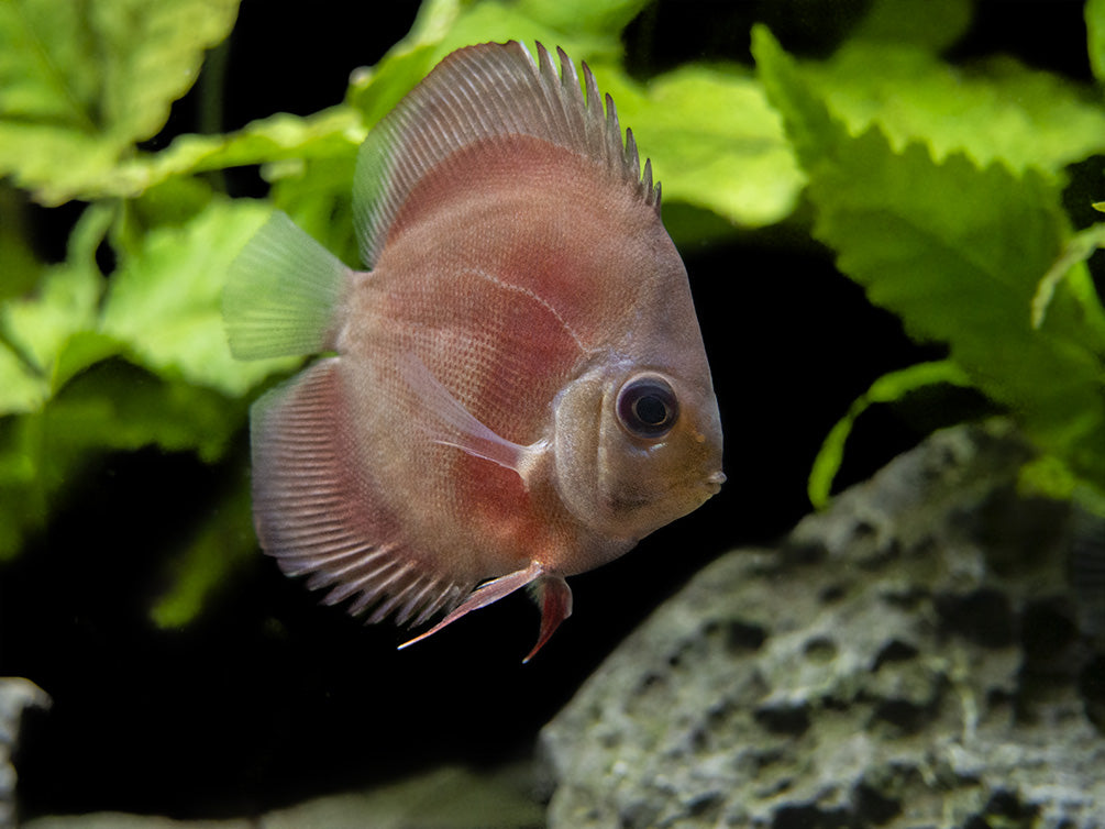 Dealer's Choice Discus (Symphysodon aequifasciatus), Tank-Bred