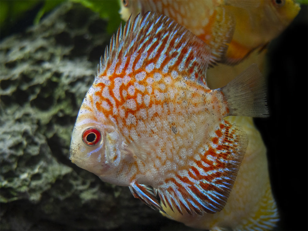 Dealer's Choice Discus (Symphysodon aequifasciatus), Tank-Bred
