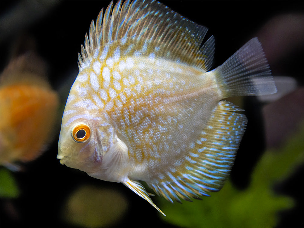 Dealer's Choice Discus (Symphysodon aequifasciatus), Tank-Bred