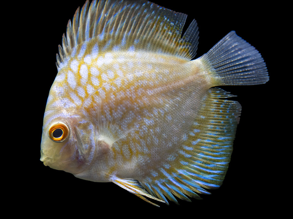 Dealer's Choice Discus (Symphysodon aequifasciatus), Tank-Bred