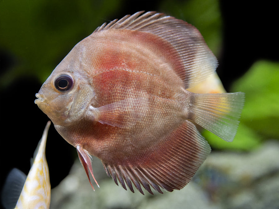 Assorted Discus (Symphysodon aequifasciatus), Tank-Bred - Aquatic Arts