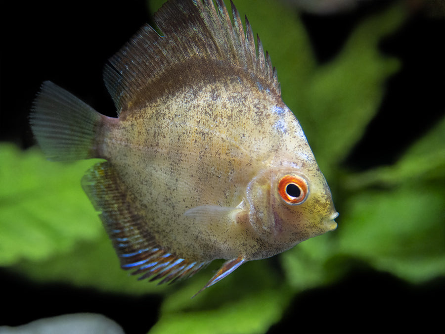 Assorted Discus (Symphysodon aequifasciatus), Tank-Bred - Aquatic Arts