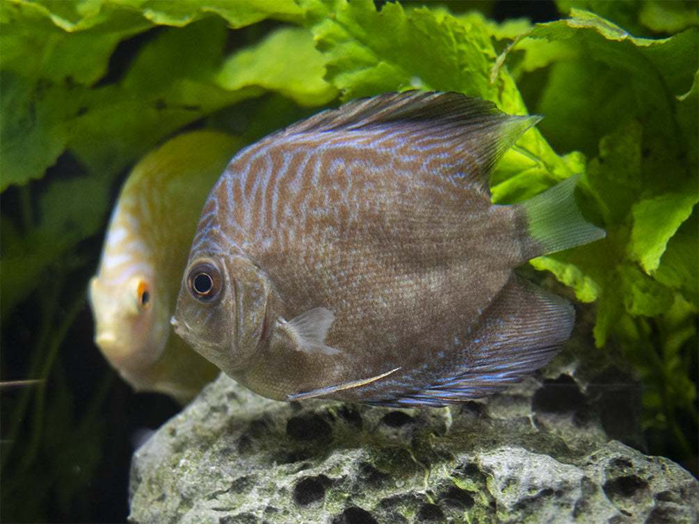 Dealer's Choice Discus (Symphysodon aequifasciatus), Tank-Bred