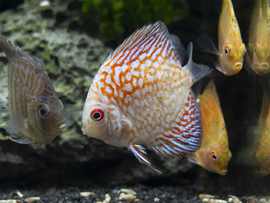 Assorted Discus (Symphysodon aequifasciatus), Tank-Bred - Aquatic Arts