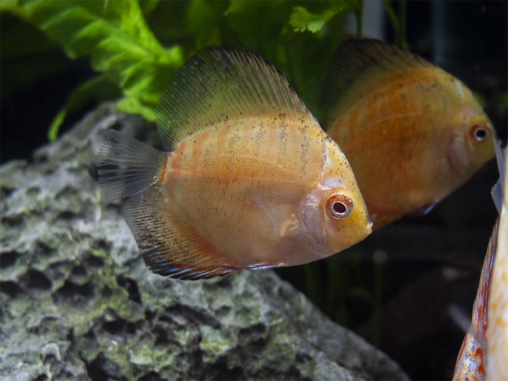 Dealer's Choice Discus (Symphysodon aequifasciatus), Tank-Bred