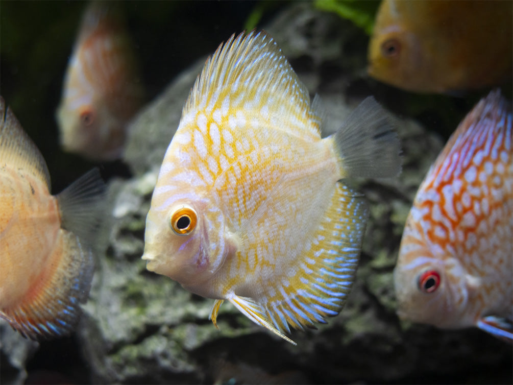 Dealer's Choice Discus (Symphysodon aequifasciatus), Tank-Bred