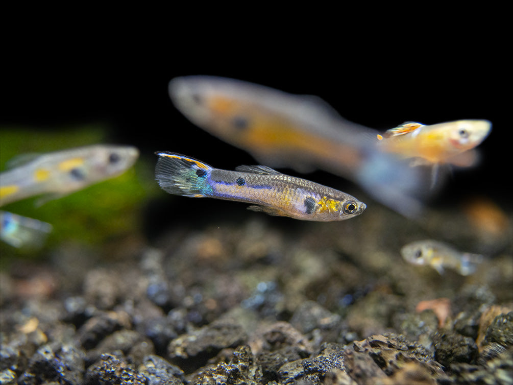 Assorted Endler's Livebearer (Poecilia wingei), Tank-Bred