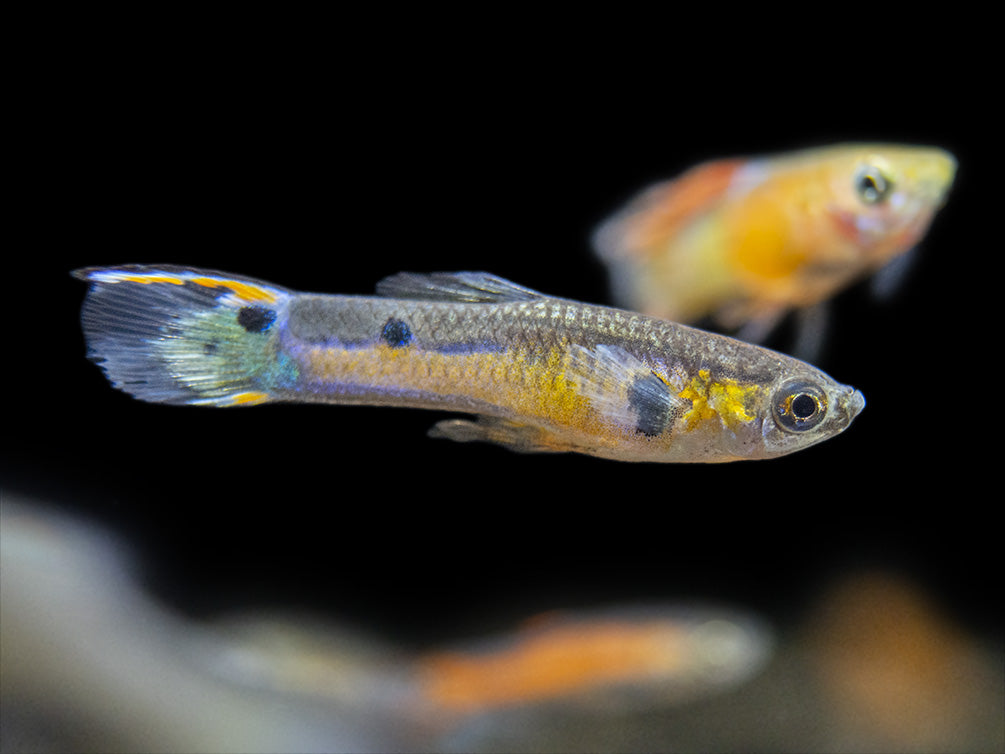 Assorted Endler's Livebearer (Poecilia wingei), Tank-Bred