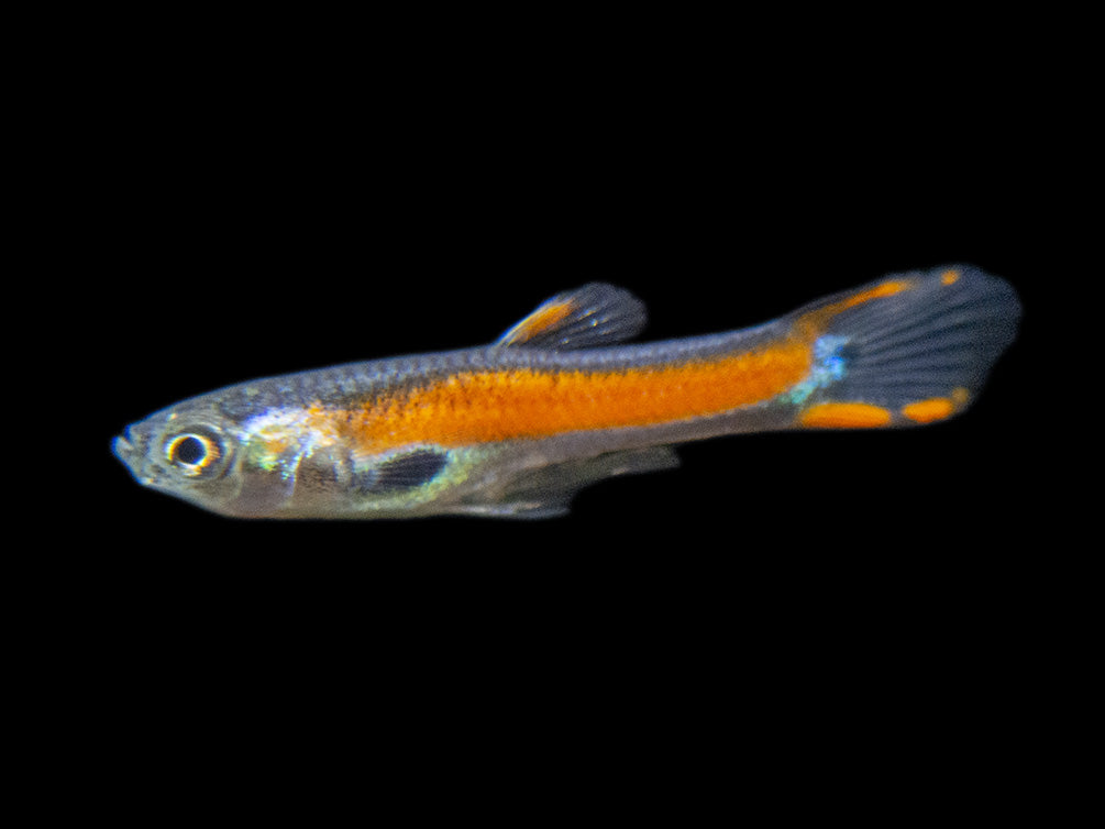 Assorted Endler's Livebearer (Poecilia wingei), Tank-Bred