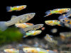 Assorted Endler's Livebearer (Poecilia wingei), Tank-Bred