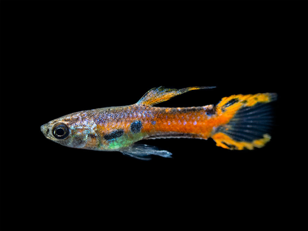 Assorted Endler's Livebearer (Poecilia wingei), USA BRED!