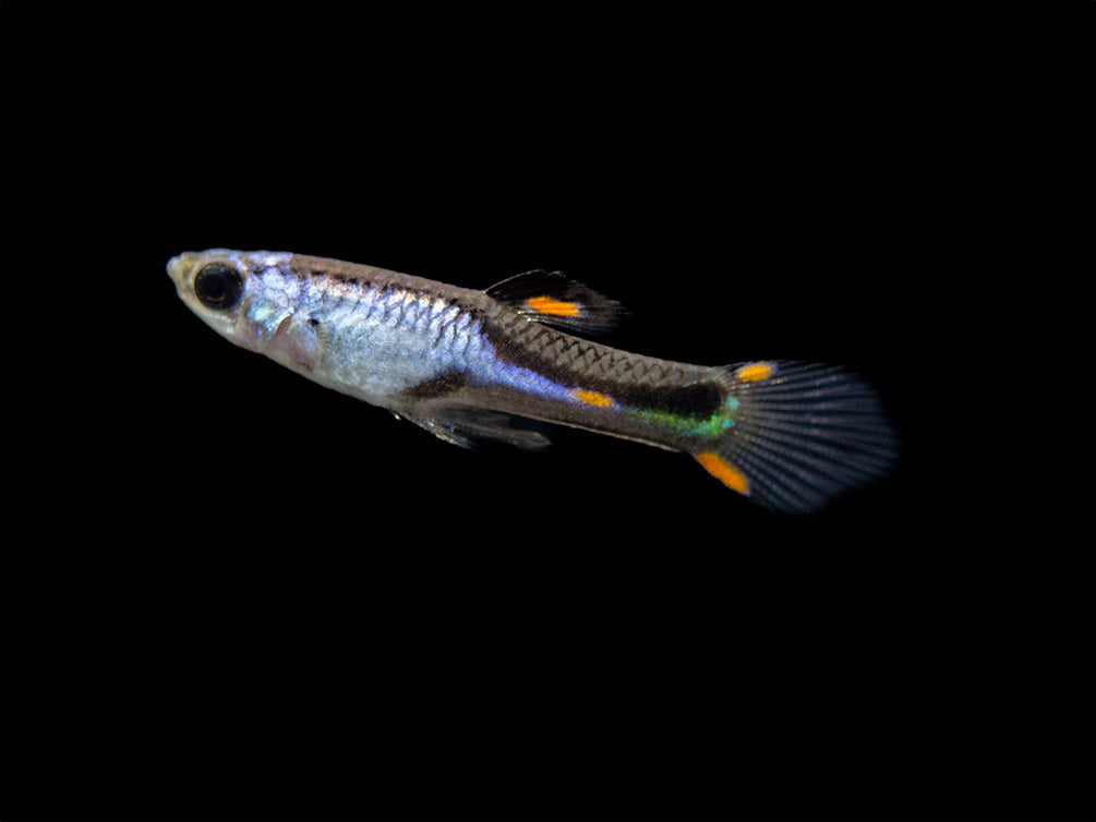 Assorted Endler's Livebearer (Poecilia wingei), USA BRED!
