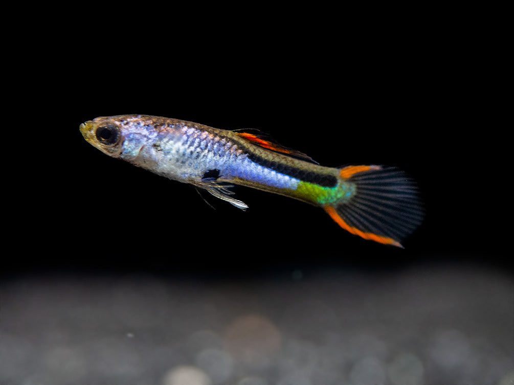Assorted Endler's Livebearer (Poecilia wingei), USA BRED!