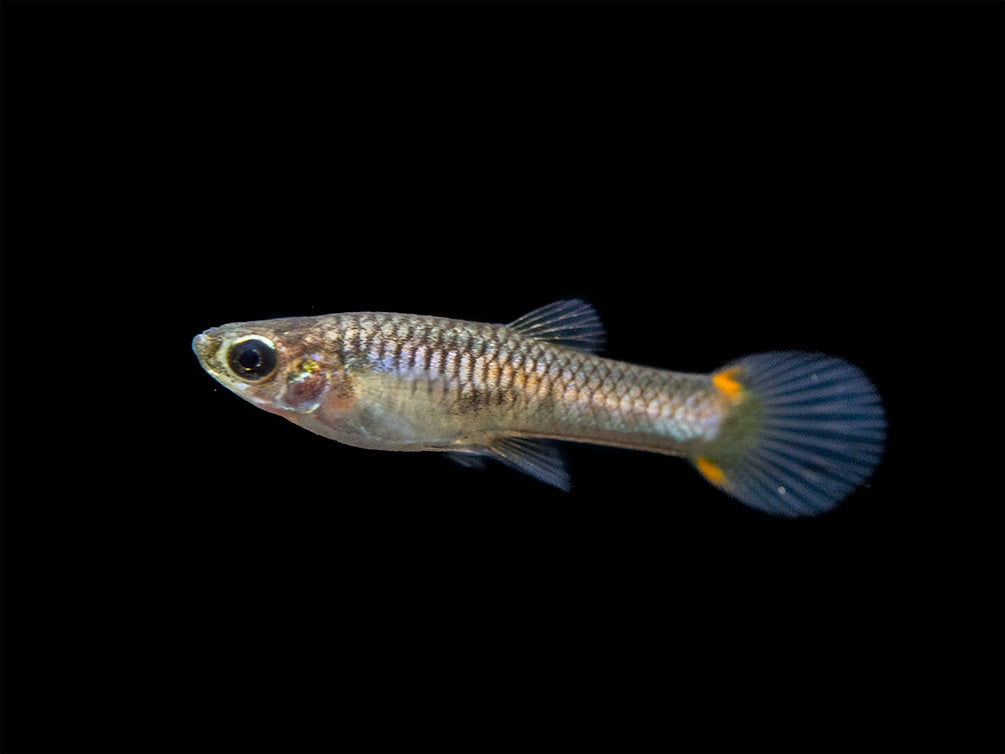 Assorted Endler's Livebearer (Poecilia wingei), USA BRED!