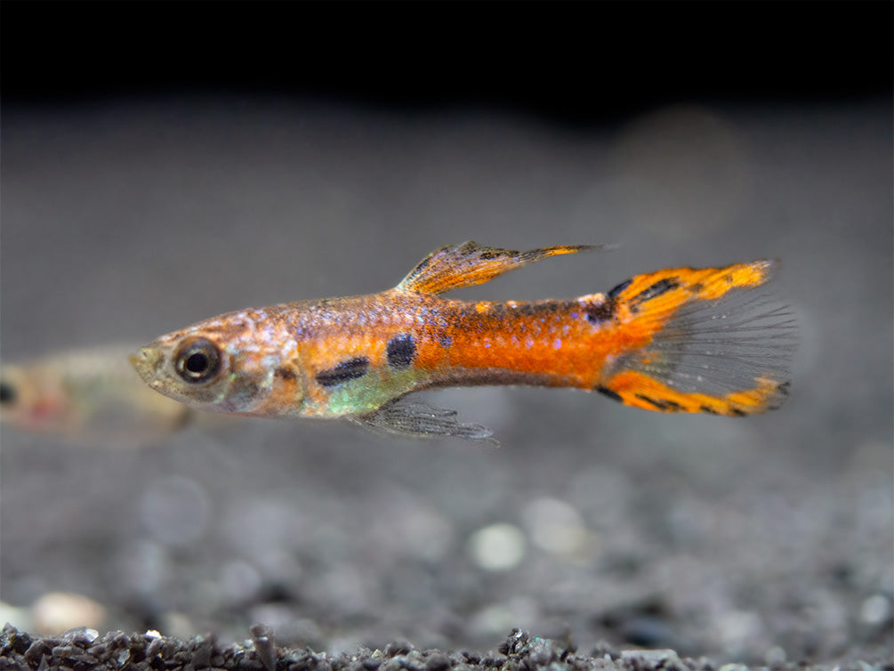 Assorted Endler's Livebearer (Poecilia wingei), USA BRED!