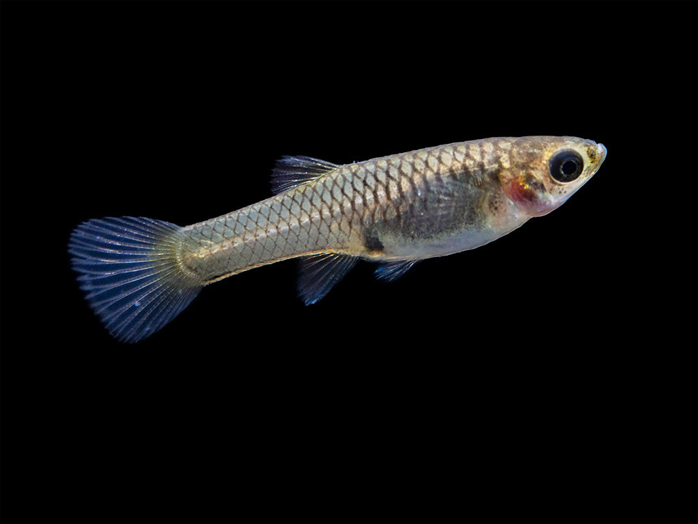 Assorted Endler's Livebearer (Poecilia wingei), USA BRED!
