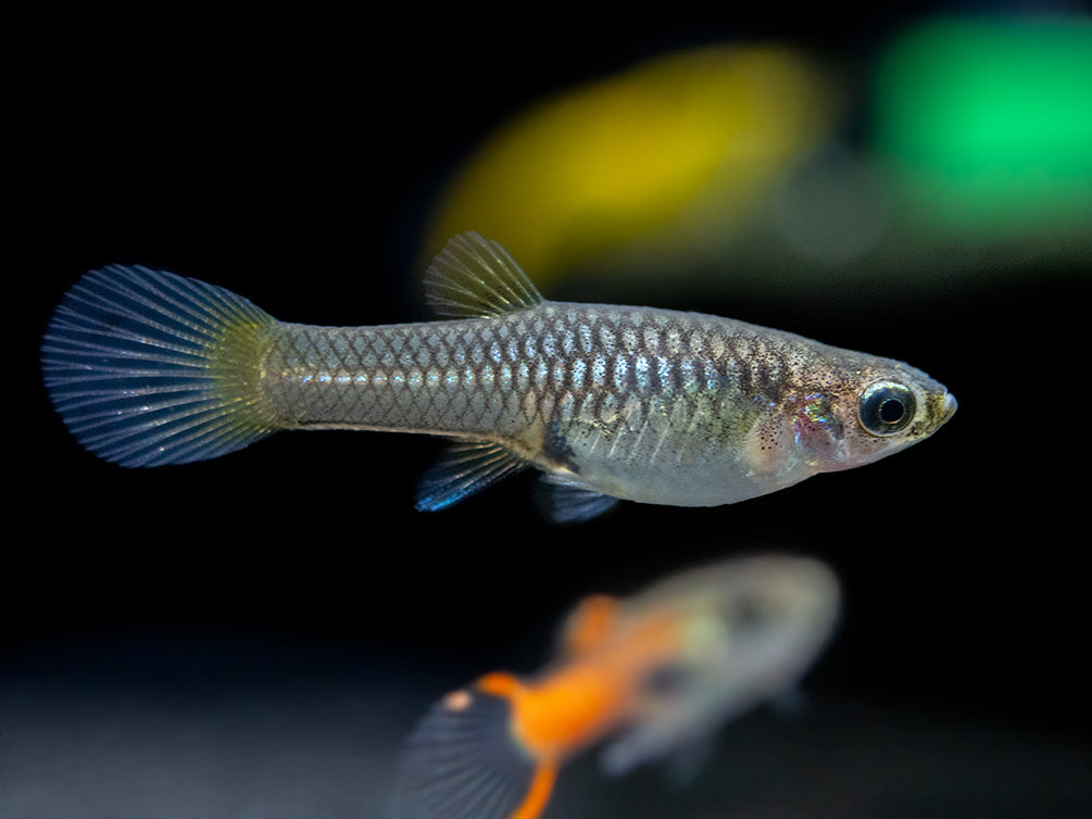 Assorted Endler's Livebearer (Poecilia wingei), USA BRED!