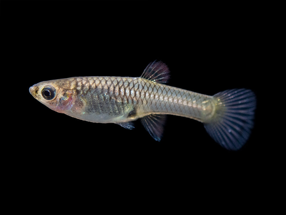 Assorted Endler's Livebearer (Poecilia wingei), USA BRED!