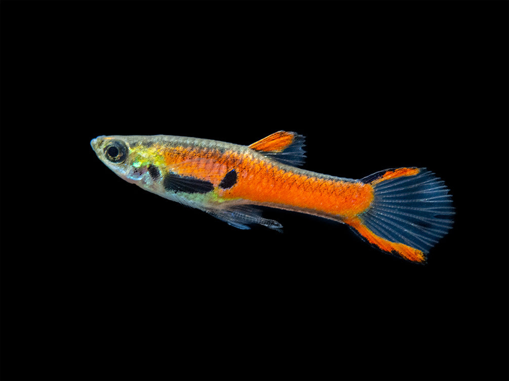 Assorted Endler's Livebearer (Poecilia wingei), USA BRED!