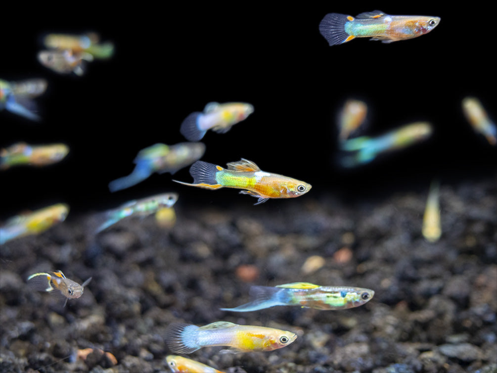 Assorted Endler's Livebearer (Poecilia wingei), Tank-Bred