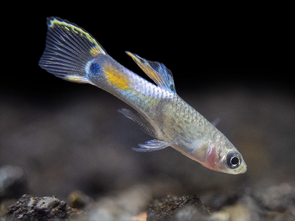 Assorted Endler's Livebearer (Poecilia wingei), Tank-Bred