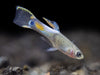 Assorted Endler's Livebearer (Poecilia wingei), Tank-Bred