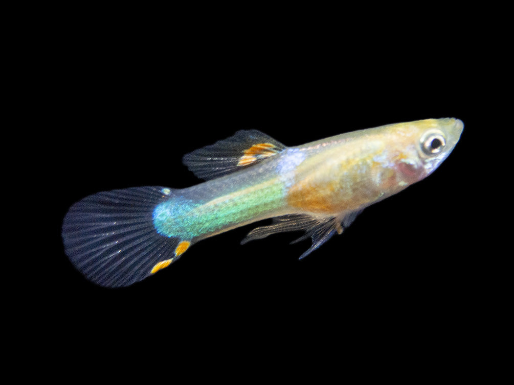 Assorted Endler's Livebearer (Poecilia wingei), Tank-Bred