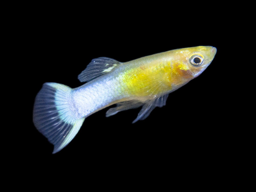 Assorted Endler's Livebearer (Poecilia wingei), Tank-Bred