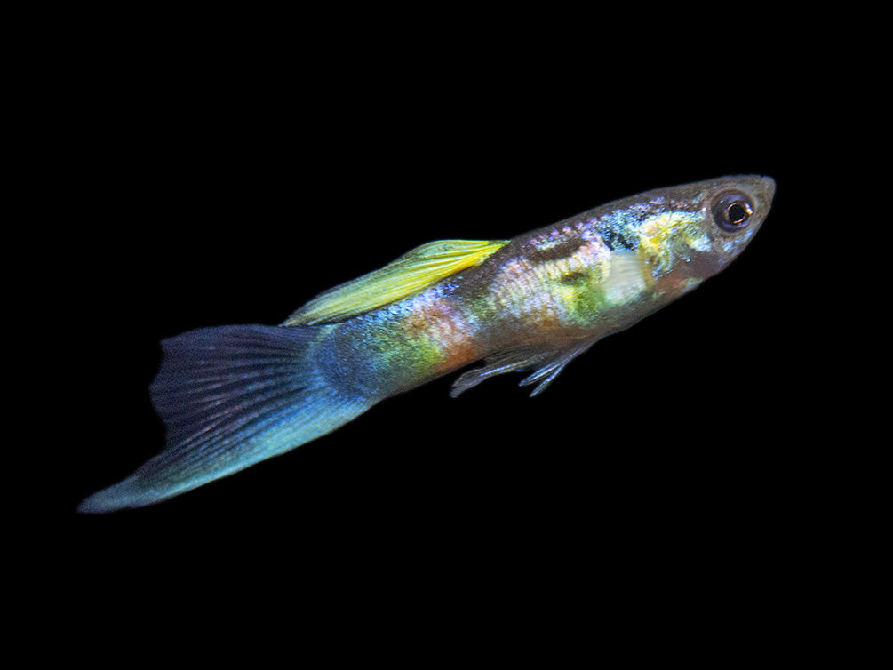 Assorted Endler's Livebearer (Poecilia wingei), Tank-Bred