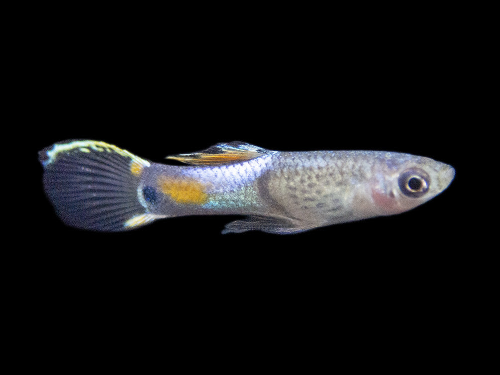 Assorted Endler's Livebearer (Poecilia wingei), Tank-Bred