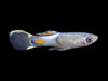 Assorted Endler's Livebearer (Poecilia wingei), Tank-Bred
