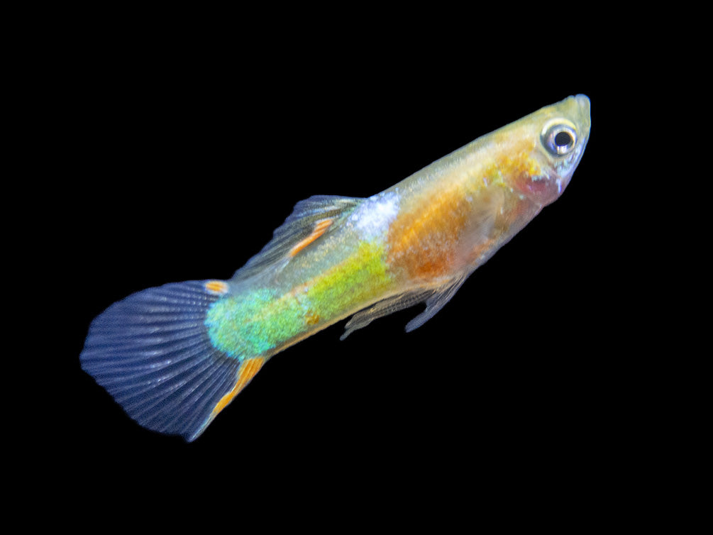 Assorted Endler's Livebearer (Poecilia wingei), Tank-Bred