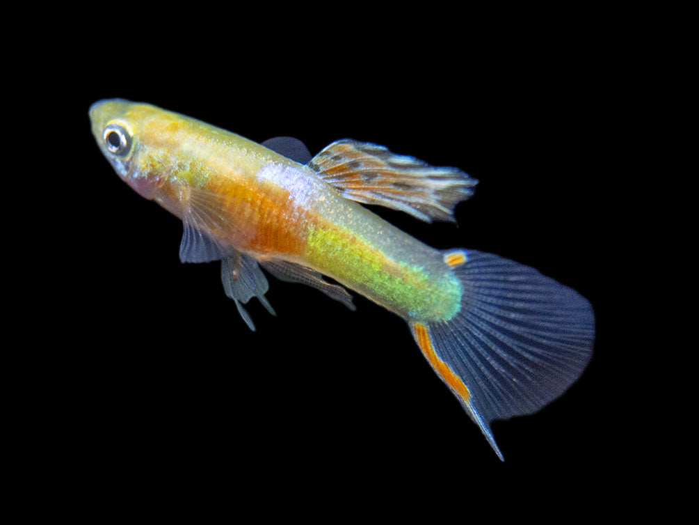Assorted Endler's Livebearer (Poecilia wingei), Tank-Bred