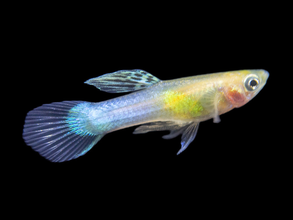 Assorted Endler's Livebearer (Poecilia wingei), Tank-Bred