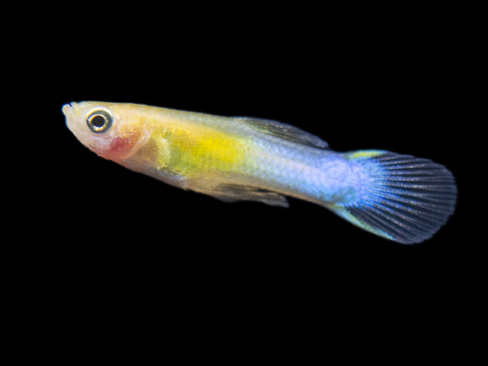 Assorted Endler's Livebearer (Poecilia wingei), Tank-Bred
