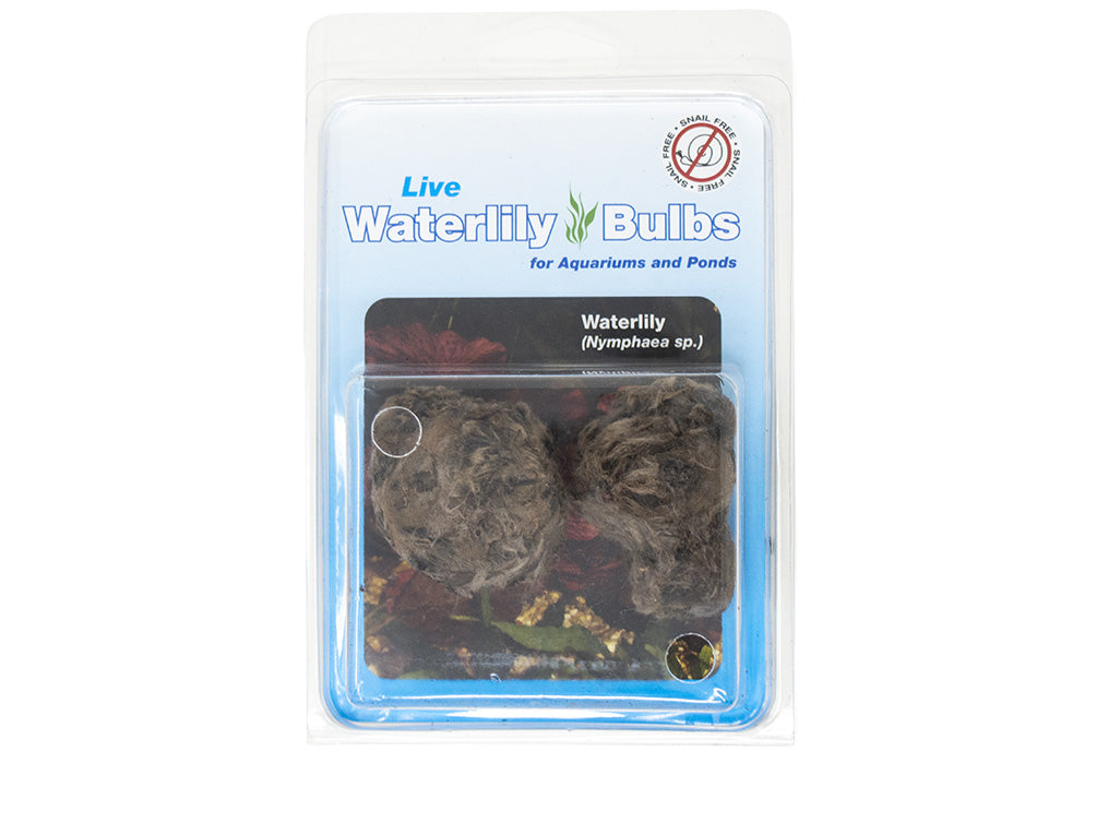 Waterlily Bulbs (2 pack) (Nymphaea sp.)