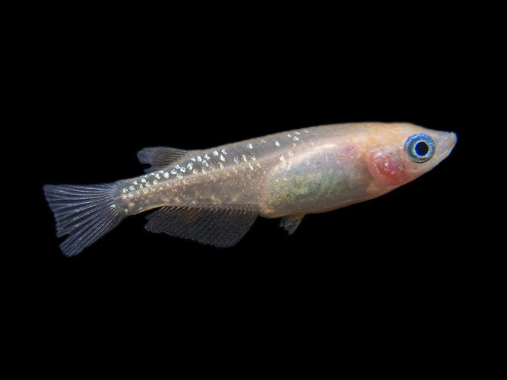 Assorted Medaka Ricefish (Oryzias latipes) - Aquatic Arts