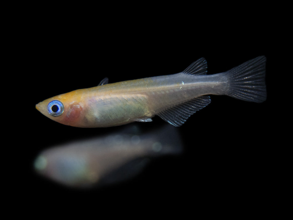 Medaka Ricefish aka Japanese Ricefish / Killifish for sale 
