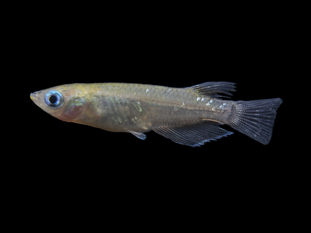 Ricefish – Aquatic Arts